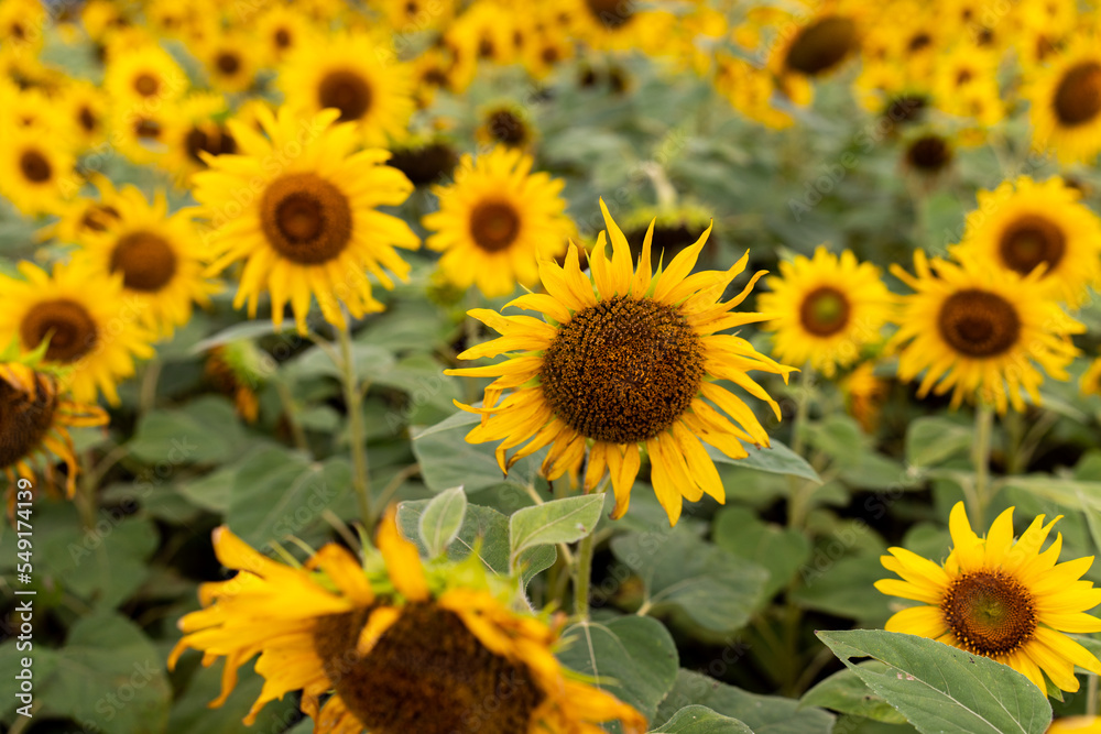 Sunflower crop farming in the state of Karnataka State in India Sunflower crop farming in the state of Karnataka State in India