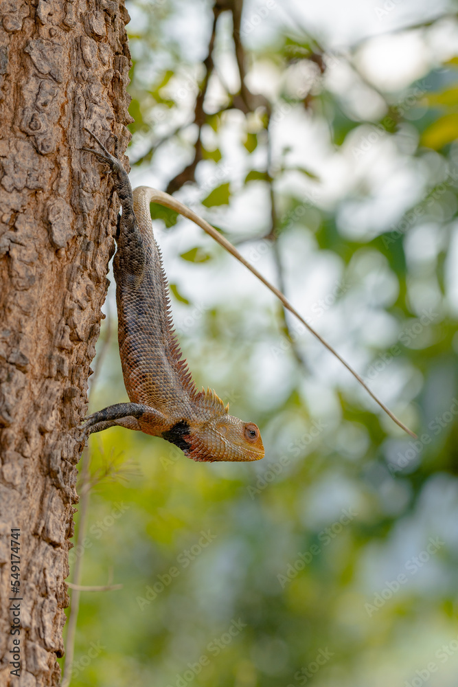 Oriental Garden Lizard aka Onthu reptile on tree Oriental Garden Lizard aka Onthu reptile on tree