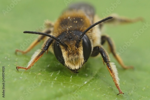 Frontal closeup on a hairy banded mud bee, Chalicodoma ericetoru © Henk