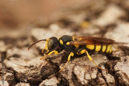 Closeup shot of a bee-killing ornate tailed digger wasp, Cerceris rybyensis © Henk