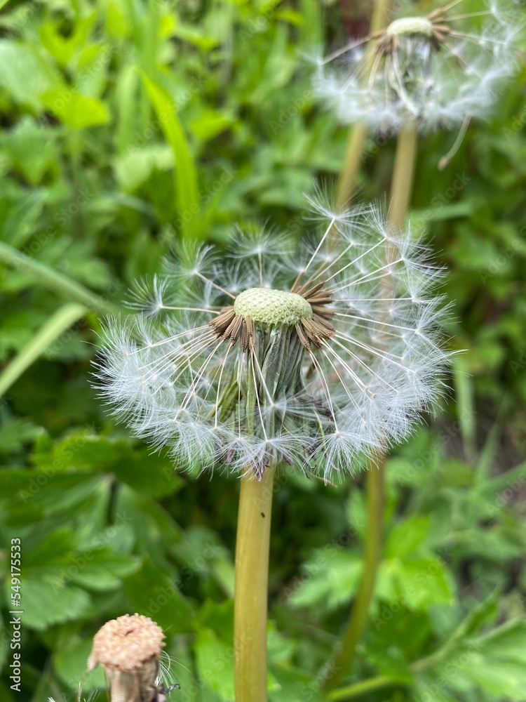 Fototapeta premium Dandelion