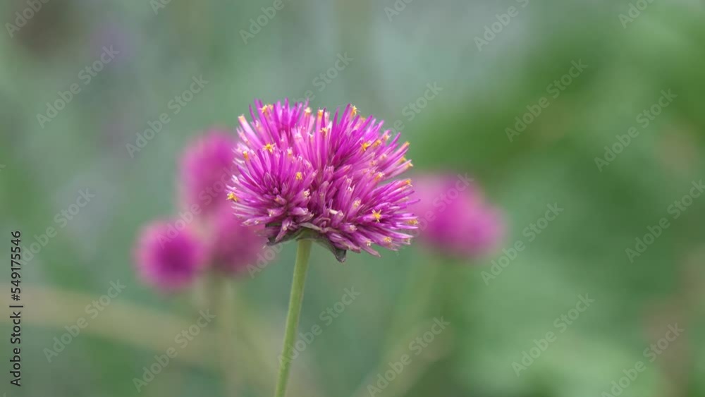 Small flowers in summer day Small flowers in summer day