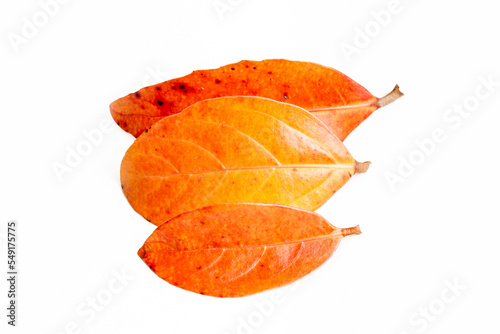 leaf with autumn colors on white background