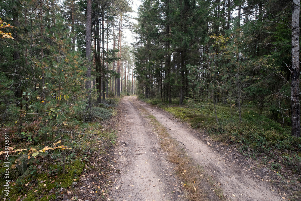 Fototapeta premium forest road by autumn