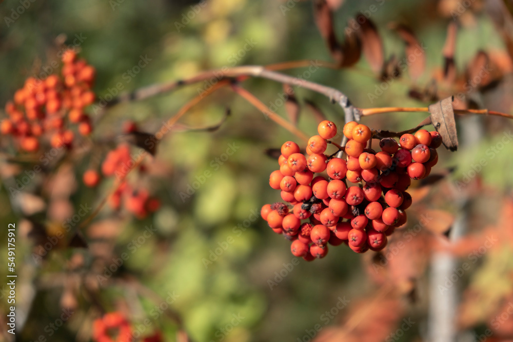 rowan branch with red berries rowan branch with red berries