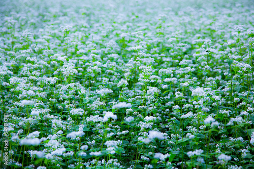 一面に咲くそばの花 © 福田 浩志 - Koji Fukuta