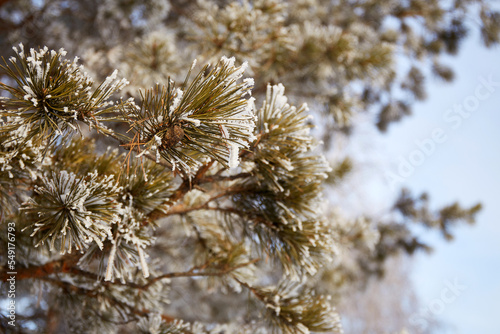 Snow on the branches of a pine tree. Beautiful winter landscape, natural background.