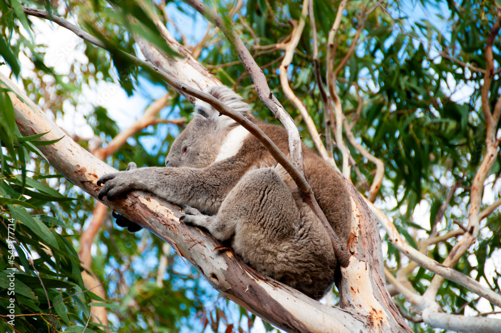 Fototapeta premium Wild Koala - Kangaroo Island