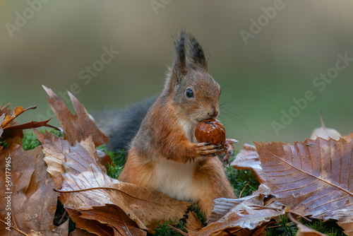 Cute hungry Red Squirrel  Sciurus vulgaris  eating a nut in an forest covered with colorful leaves. Autumn day in a deep forest in the Netherlands.                                