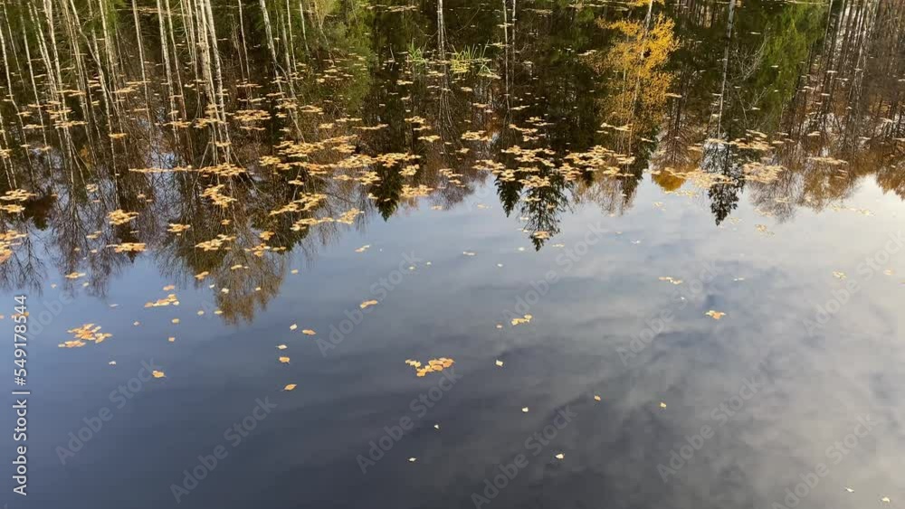 the surface of the river with fallen autumn leaves and the reflection of trees.