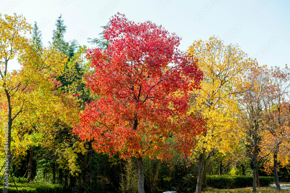 Autumn scenery of Nanhu Wetland Park in Anhui province, China Autumn scenery of Nanhu Wetland Park in Anhui province, China