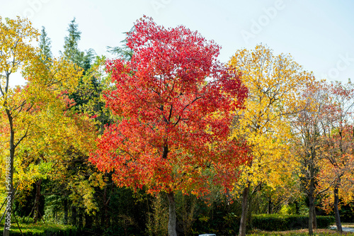 Autumn scenery of Nanhu Wetland Park in Anhui province, China