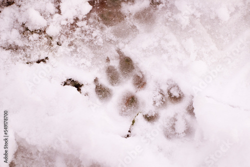 Track. Animal footprints in the snow. Traces.