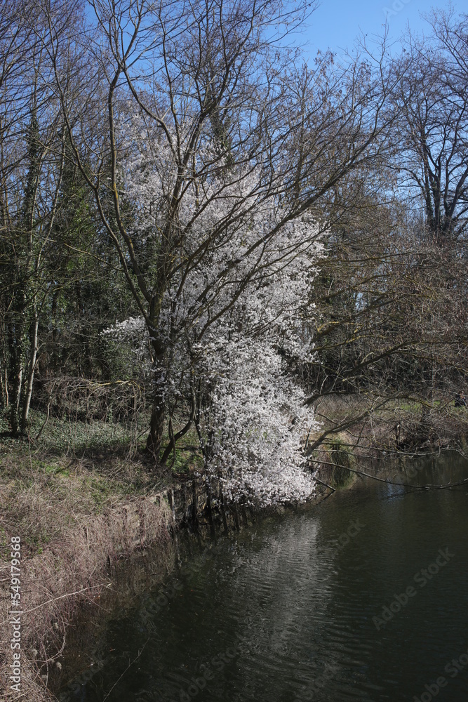 Prunus trees in flower in early spring - Before foliage - Etangs de la miniere along la Bievre river - Buc - Yvelines - Ile-de-France - France Prunus trees in flower in early spring - Before foliage - Etangs de la miniere along la Bievre river - Buc - Yvelines - Ile-de-France - France