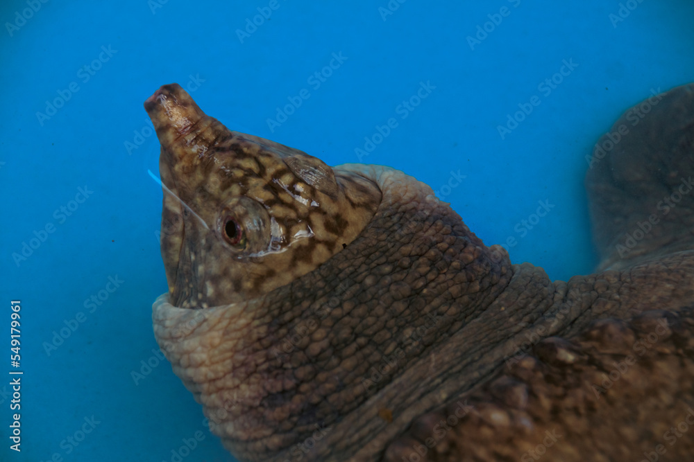 An Asiatic softshell turtle or black-rayed softshell turtle (Amyda cartilaginea) rescued from poachers in Cambodia