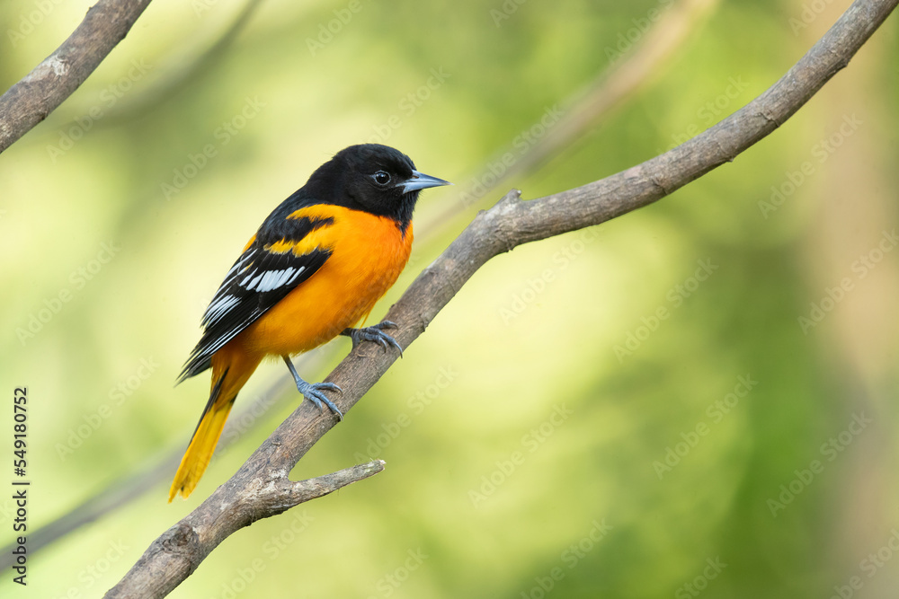 Baltimore oriole (Icterus galbula) is a small icterid blackbird common in eastern North America as a migratory breeding bird. Baltimore oriole (Icterus galbula) is a small icterid blackbird common in eastern North America as a migratory breeding bird.