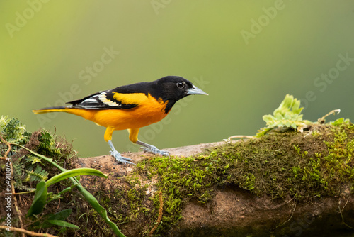 Baltimore oriole (Icterus galbula) is a small icterid blackbird common in eastern North America as a migratory breeding bird. photo