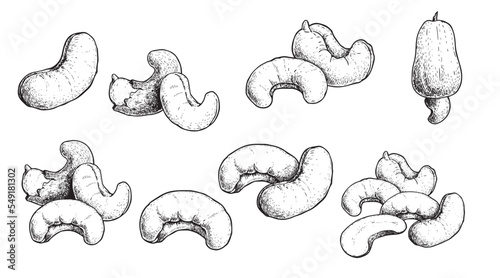 Hand drawn sketch style cashew set. Fresh and fried organic healthy food. Best for packages design. Nuts vector illustrations isolated on white background.