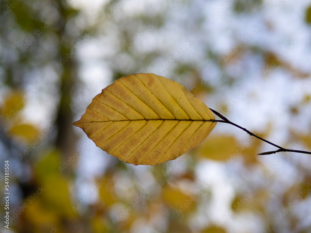 Obraz premium Autumn leaf in the forest.