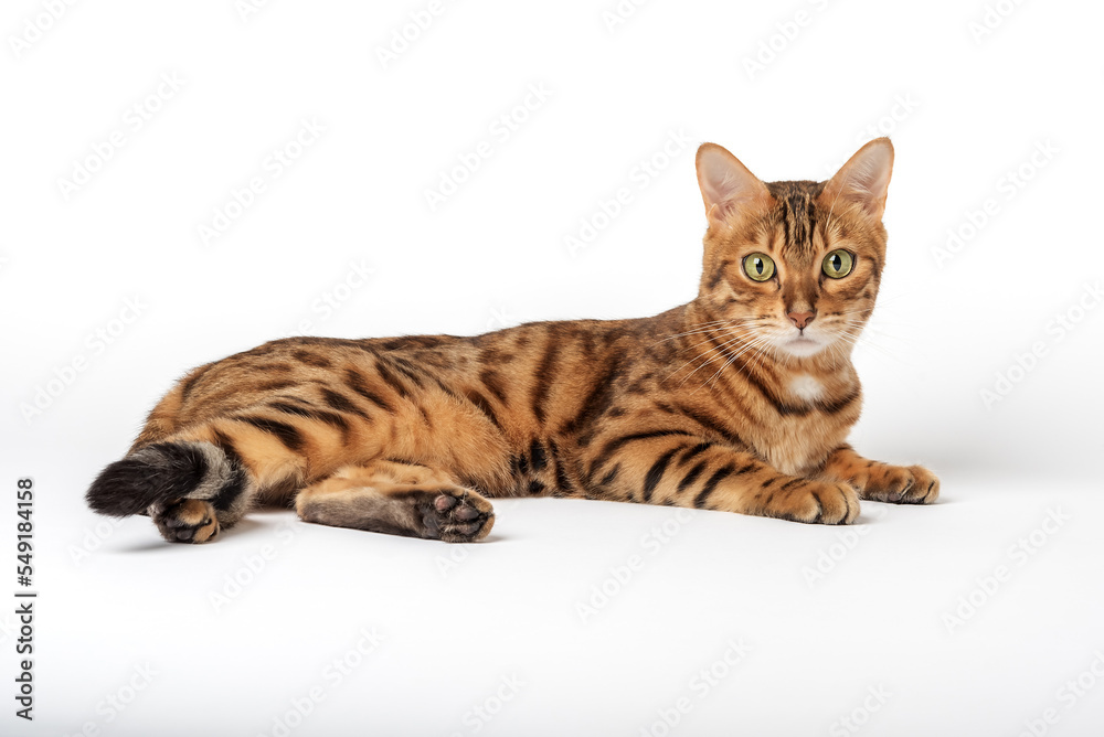 Bengal cat lies on a white background. Bengal cat lies on a white background.