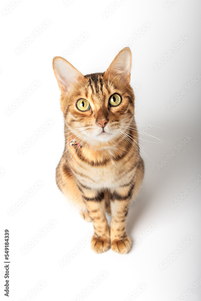 Cute bengal cat on a white background. Happy cat isolated.