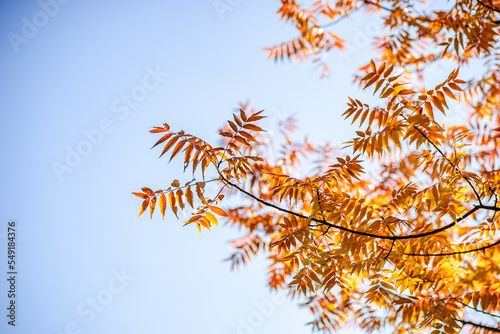 Autumnal red and yellow leaves photo