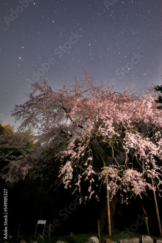 春の夜は華やかに