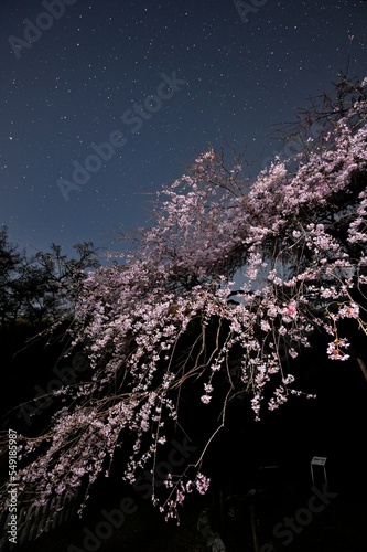 星と桜の春宴