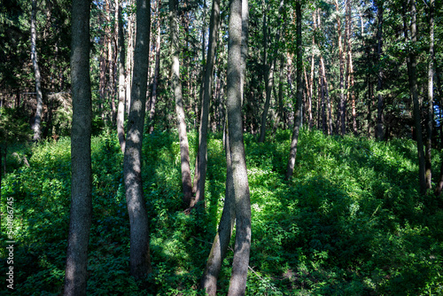 Fototapeta Naklejka Na Ścianę i Meble -  Slope in the forest abundantly overgrown with undergrowth and grass