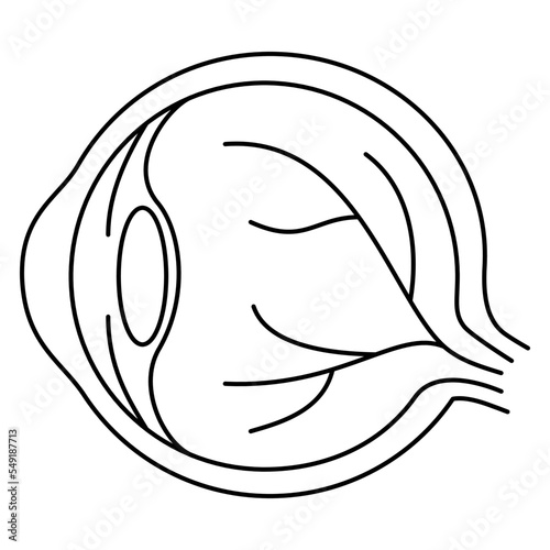 Anatomy of the eye, structure of the human eyeball. Modern minimal black thin line vector icon isolated on transparent background. Line thickness editable