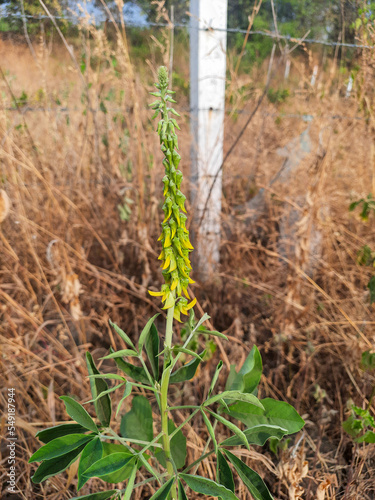 grass organic plant image 