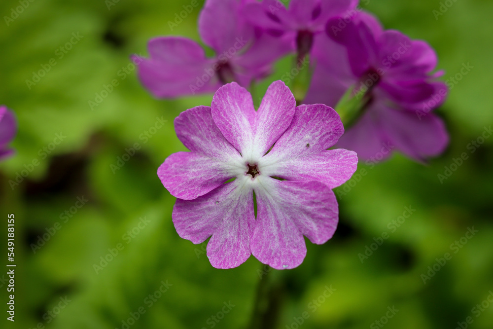 Primula Sieboldii Primula Sieboldii