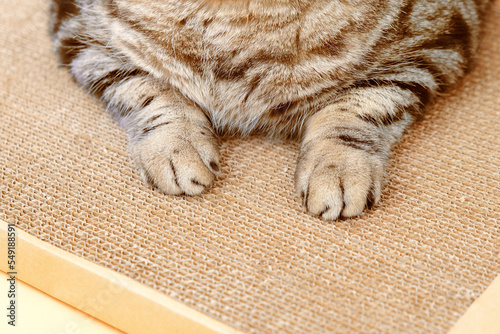 Close-up of a cat's paws on a cardboard scratching post.