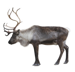 Reindeer PNG file