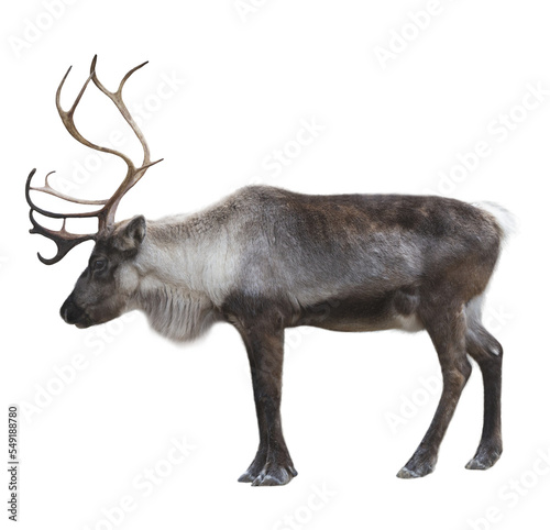 Print op canvas Reindeer PNG file