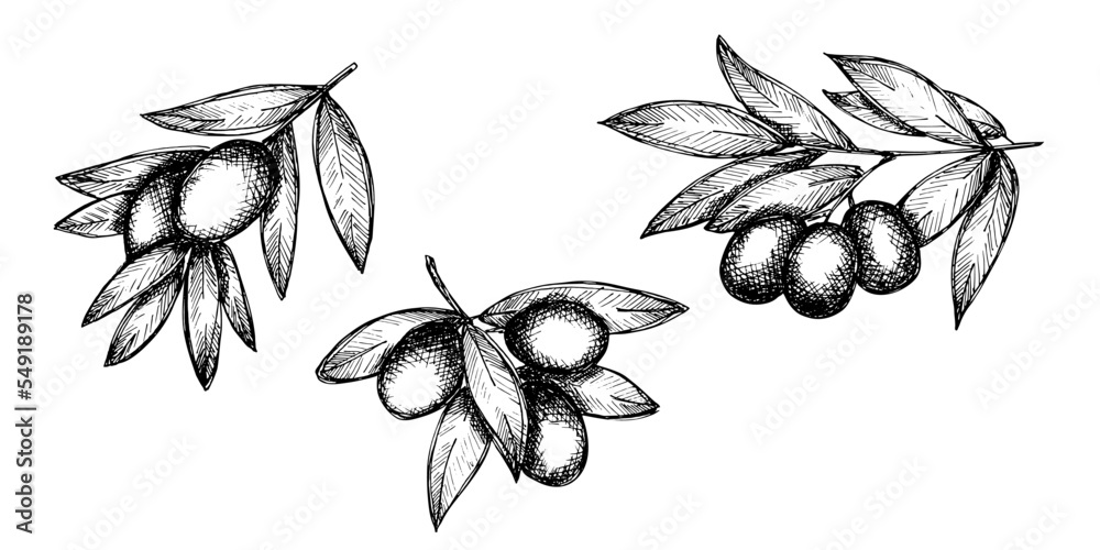 Vector sketch of olive branch. Hand drawn outline clipart set. Eco food illustration Stock