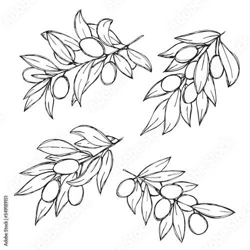 Vector sketch of olive branch. Hand drawn outline clipart set. Eco food illustration