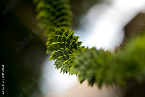 Living fossils. Green thorny leaves of araucaria araucana or monkey tail tree with sharp needle-like leaves and spikes of exotic plant. photo