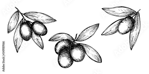 Vector sketch of olive branch. Hand drawn outline clipart set. Eco food illustration