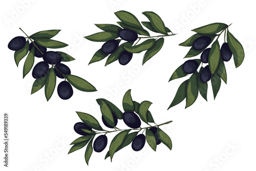 Vector sketch of olive branch. Hand drawn outline clipart set. Eco food illustration