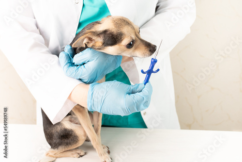 dog chipping, doctor veterinarian in pet clinic with puppy before microchip injection