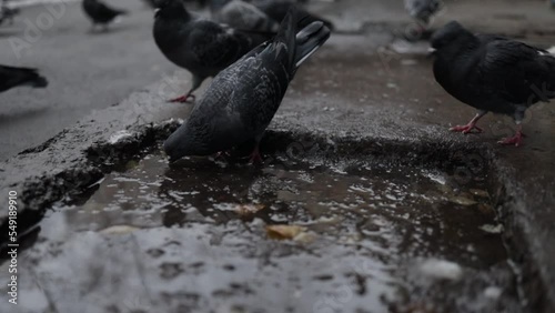 Many blue pigeons drink water from a puddle on the pavement of the city boulevard on a sunny summer day. The concept of birds, summer, thirst, dry or rainy weather photo