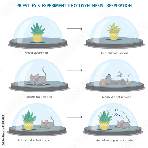 Oxygen needed for the survival of living things vector illustration