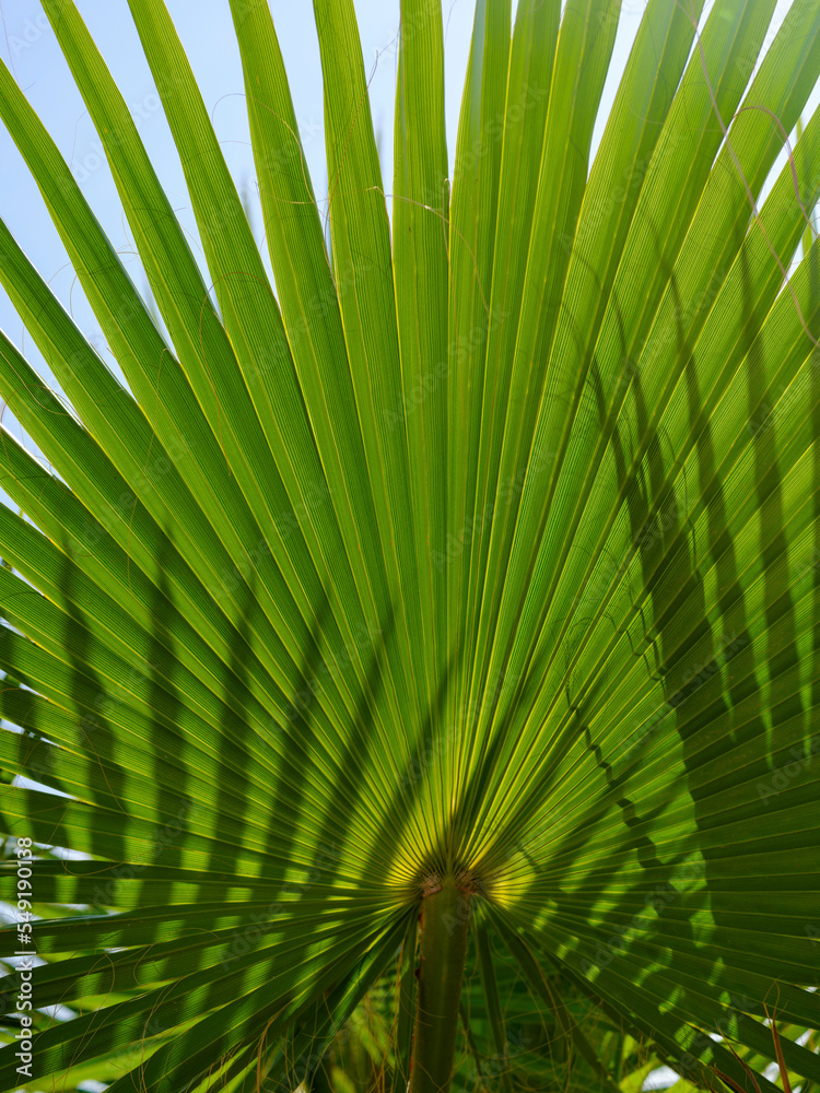 Fototapeta premium green palm tree leaves