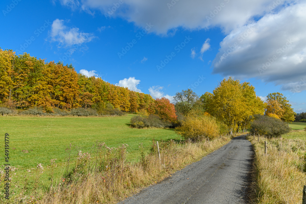 Fototapeta premium landscape with meadow, path and trees in autumn