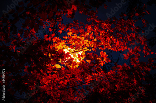 fire in the leaves