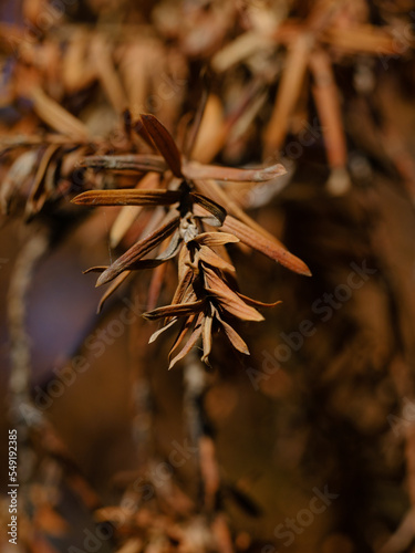 dried tree leaves in autumn