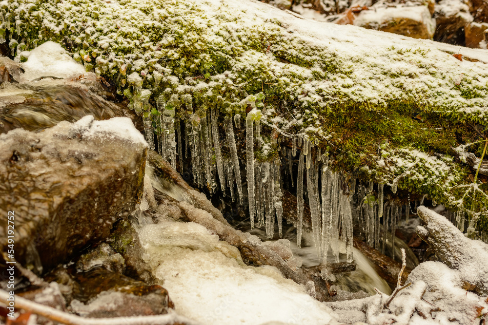 A tree covered with moss and icicles, water flowing in the forest, Forest in winter time.