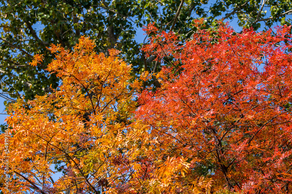 Golden young beech tree against clear blue sky on a sunny day. Close-up of colorful red, orange, yellow leaves. Natural pattern, texture, background. Early autumn. Seasons, climate change, environment Golden young beech tree against clear blue sky on a sunny day. Close-up of colorful red, orange, yellow leaves. Natural pattern, texture, background. Early autumn. Seasons, climate change, environment