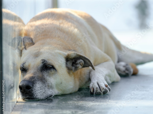 portrait of a sleeping dog